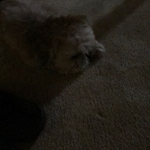 Meet your Posher, Priscilla